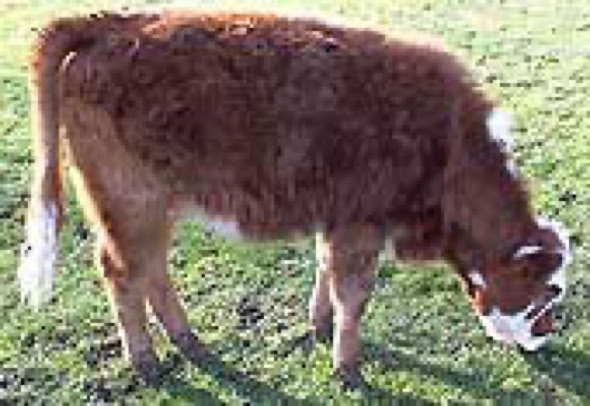 Cow