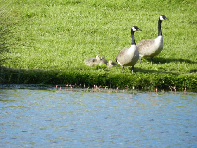 Geese