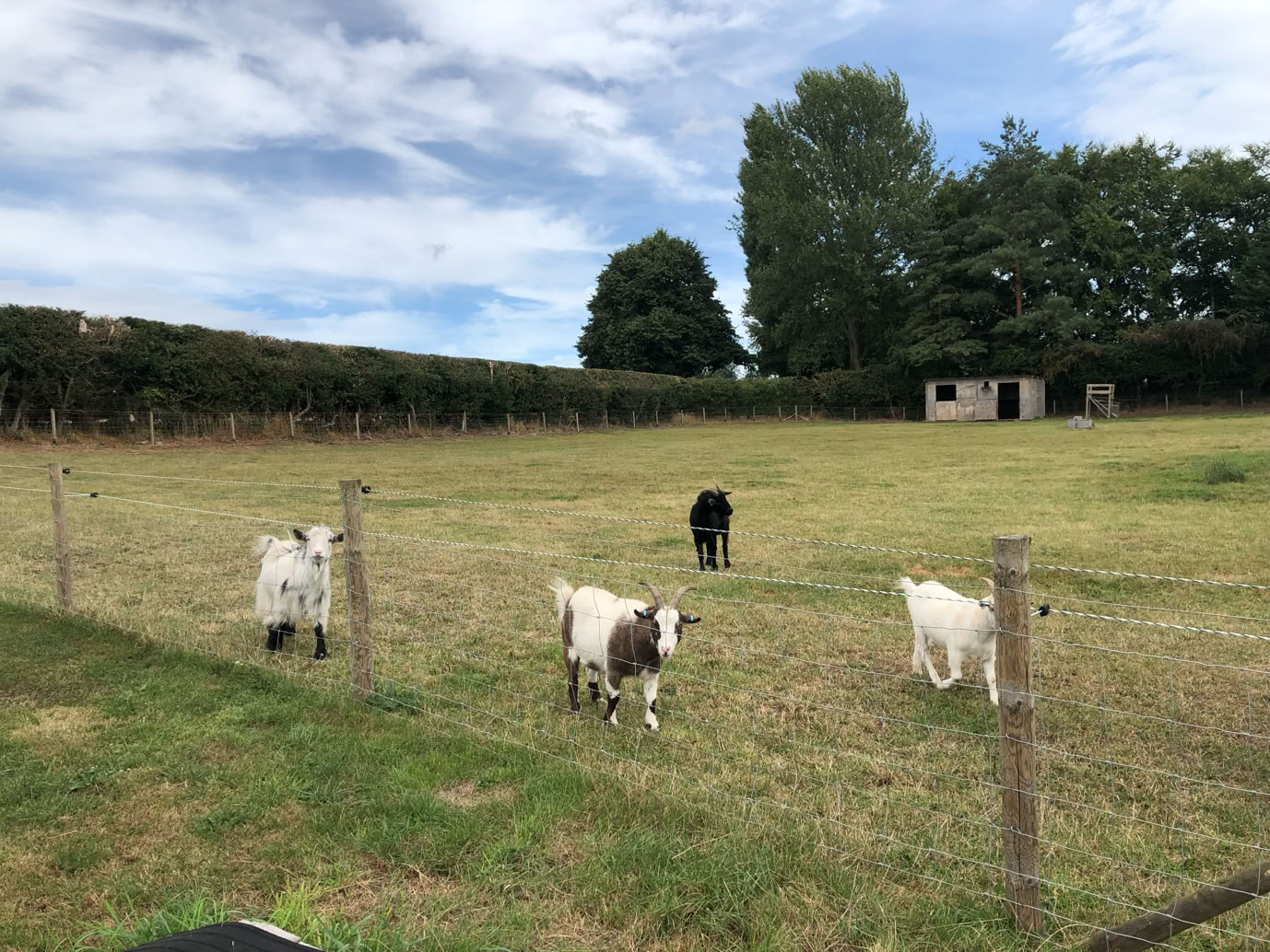 Cows and calves