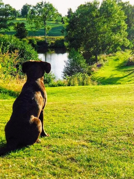 Holly the dog
