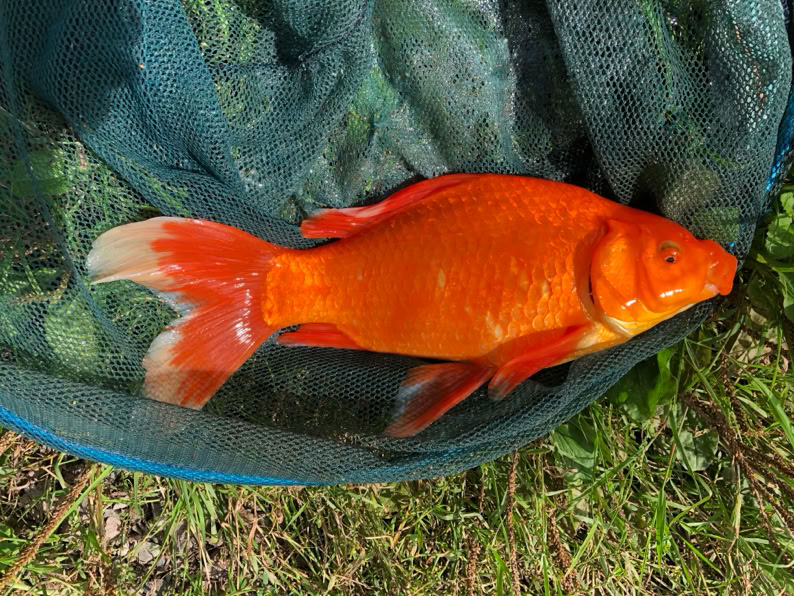 Fish