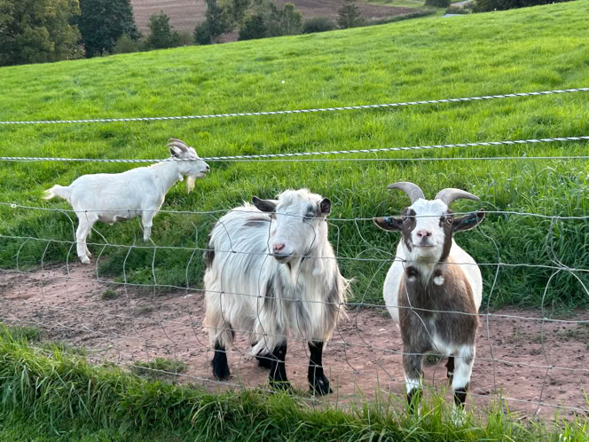 Goats