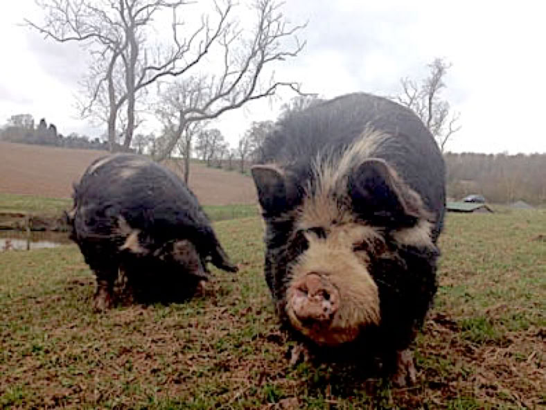 Pigs, Poppy & Doris