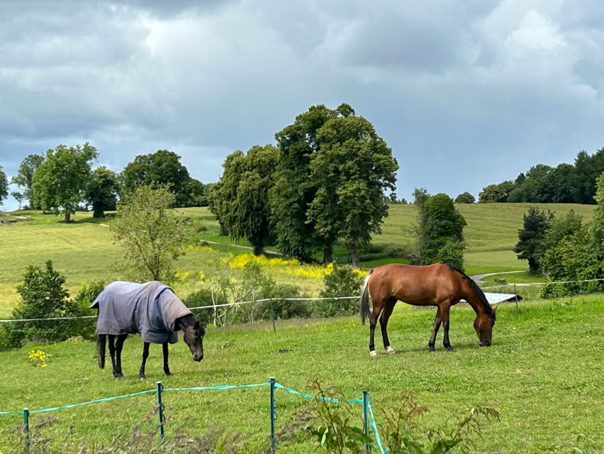 Horses and ponies