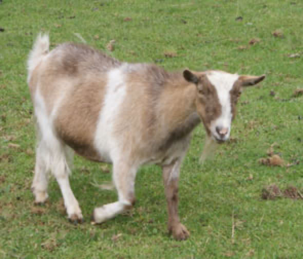 Calf