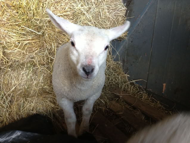 Lamb