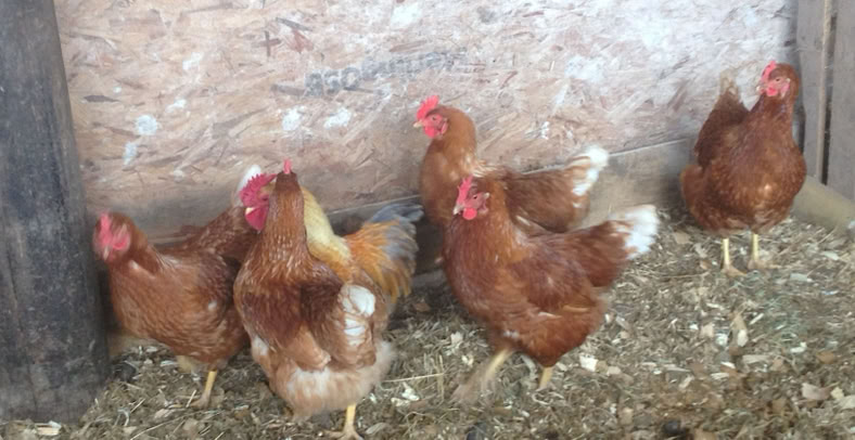 Hens
