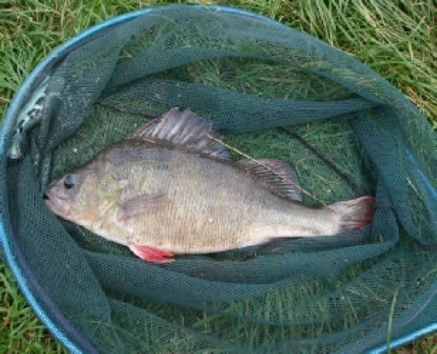Perch from or pools