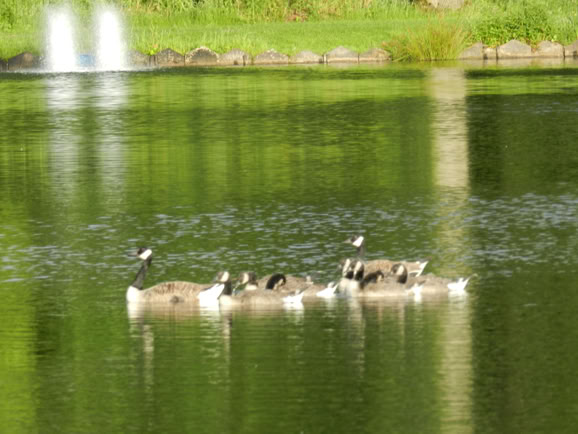Ducks