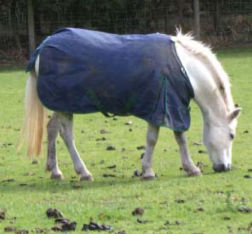 Horses and ponies
