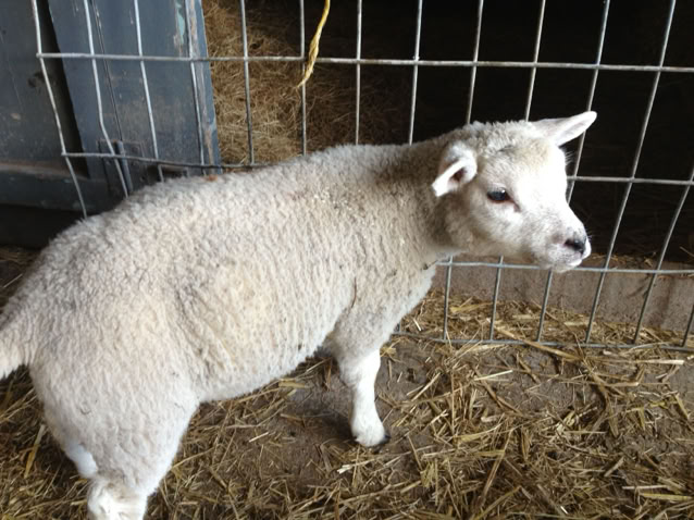 Lamb